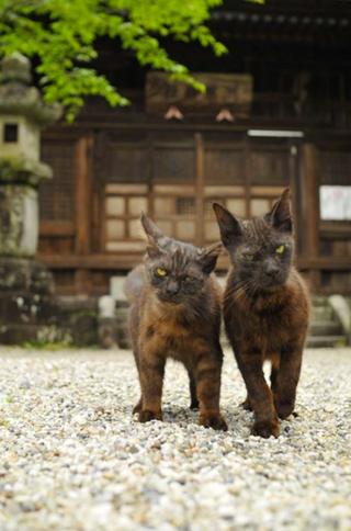 Illustration for article titled Japanese Cats that Look Like Yakuza Are Frighteningly Cute